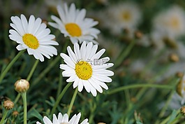 雛菊,花,開花
