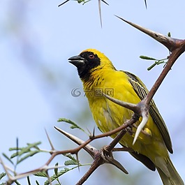 黄色的鸟,webervogel,荆棘