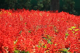 紅色,花,花的