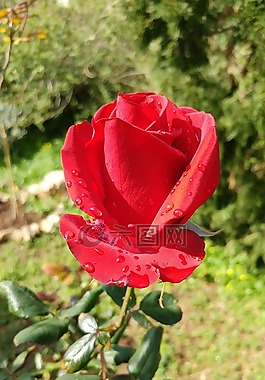 紅玫瑰,羅莎,花