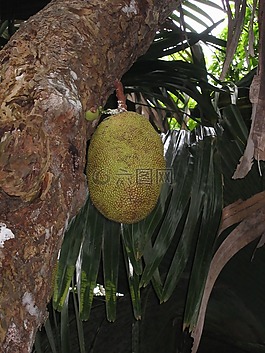 杰克水果樹,杰克水果,水果