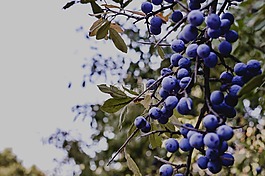 莓果,藍(lán)莓的,性質(zhì)