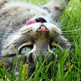 猫,虎,getiegert