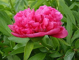 牡丹,花,花園