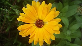 花,開花,黃色