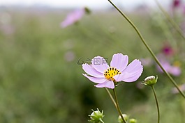 鮮花,秋季,大自然