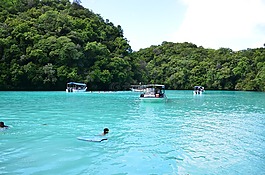 海豚,帕劳,海滩