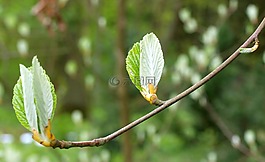 春,樹,分支