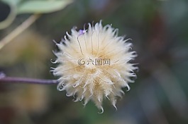 铁线莲,种子,种子是