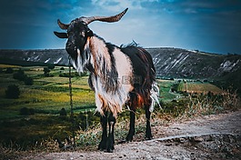 動(dòng)物,性質(zhì),山羊