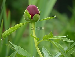 牡丹,按钮,花