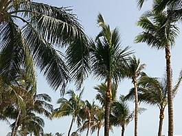 棕櫚,樹,天空