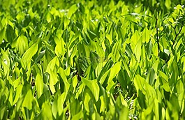 konwalie,森林,植物