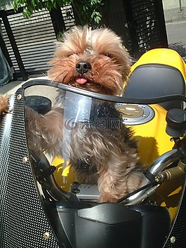 狗,約克夏梗,自行車