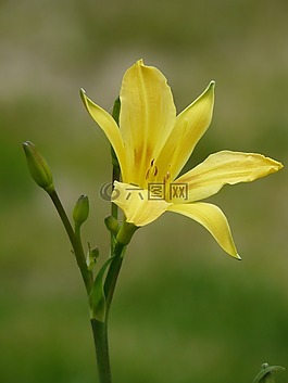 花,黃色,性質(zhì)