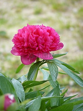 牡丹,紅花,花園