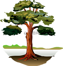 樹(shù),木材,森林