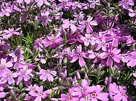 花卉,植物,性質