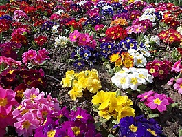 月見草花,花卉,春