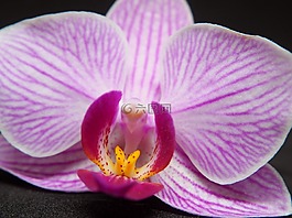 蘭花,開(kāi)花,花