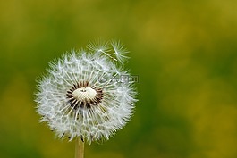 蒲公英,性質(zhì),廠