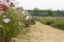 自行車(chē),鮮花,吉