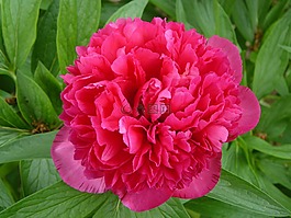 牡丹,紅花,花園