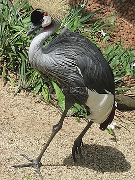 grou,鳥,平鋪