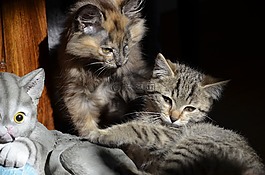 猫,小猫,三
