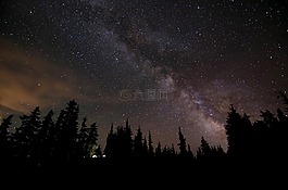 樹,黑暗,夜