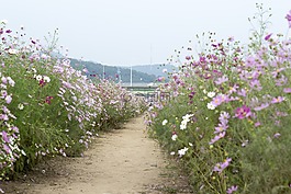 吉,旅行,鮮花