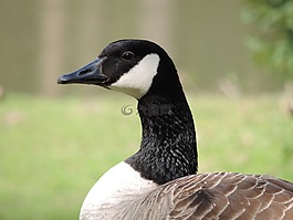 鵝,鳥,性質(zhì)