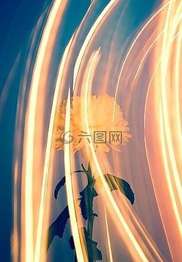 花,自然,植物