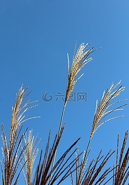 草,天空,性質