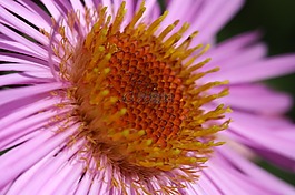 花,開花,花粉