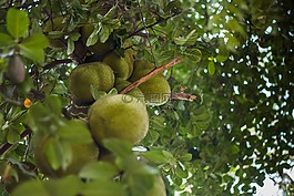 菠蘿蜜,水果,食品