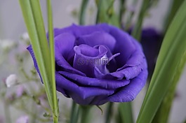 紫,花,开花