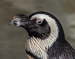非洲企鹅,企鹅,spheniscus demersus