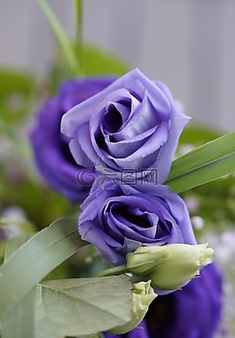 紫,花,开花