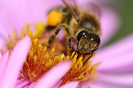 蜜蜂,開花,蜂蜜