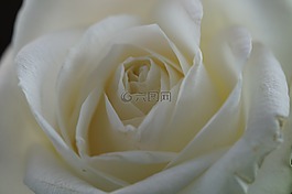 玫瑰,白,花