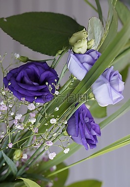 紫,花,开花