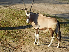 非洲,野生動物園,野生動物