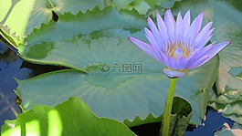 柬埔寨,蓮花,花