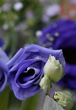紫,花,開(kāi)花