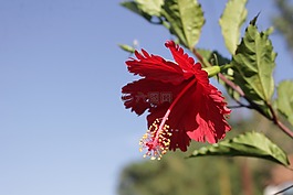 槿,花,植物