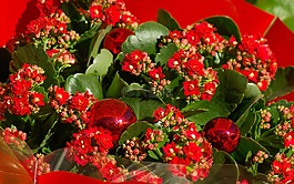 鲜花,圣诞节,花束