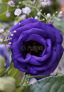 紫,花,開(kāi)花