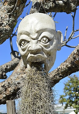 泰國(guó),臉,爬行