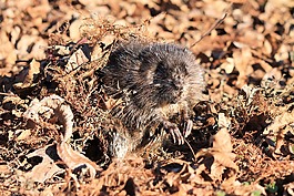 自然,野生動物,動物